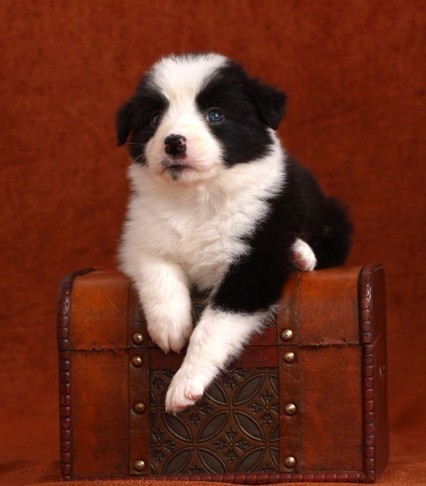 边境牧羊犬